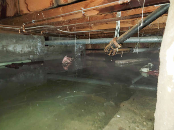 Best Carpet water damage restoration  in Bellefonte, PA